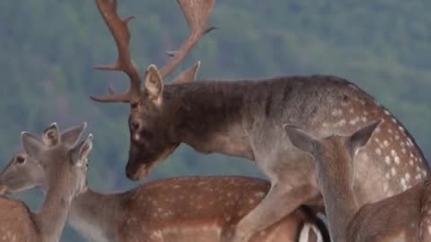 deers mating