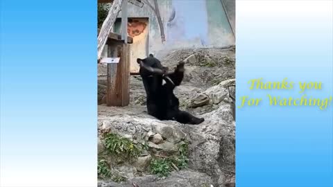 Funny video cats. Crazy cats 2