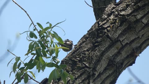 Black and White Warbler Feeding in Trees Video