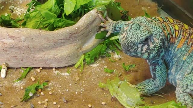 Louie the Ornate Uromastyx
