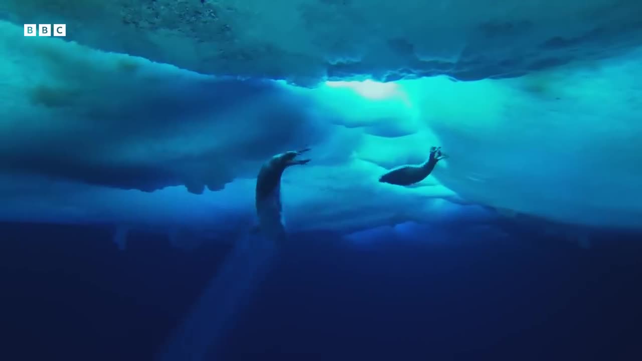 Two-Week-Old Seal Learns to Swim | Animal Super Parents | BBC Earth