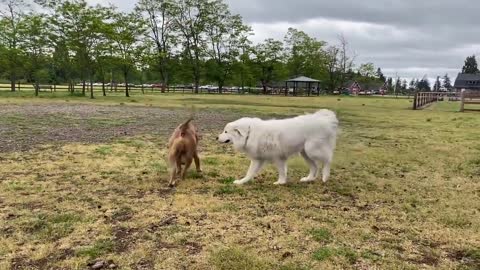 German Shepherd Attacks Pitbull