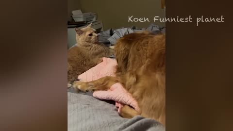 Hilarious Animal Antics: A Laugh-Out-Loud Compilation!