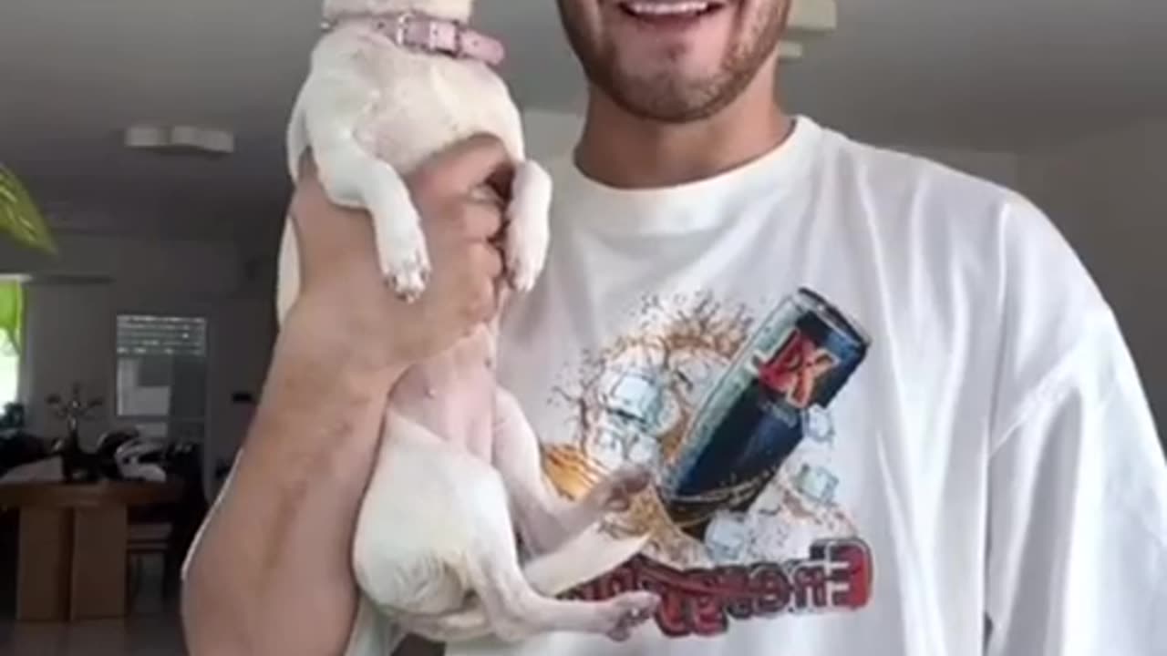 Niki funny dog