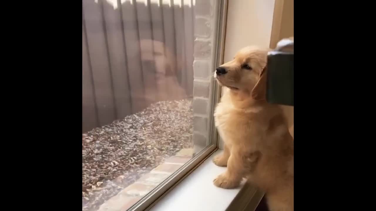 2022 best funny animals reaction 🦮🐕🐈🐾