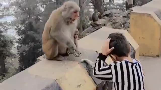 Baby hurt by a mother monkey ...