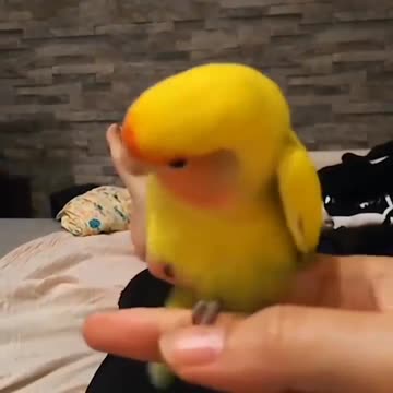 adorable birds