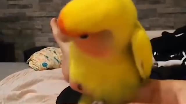 adorable birds