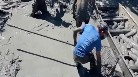 Catching huge catfish by villager