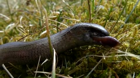 Worm lizard eats tasty earthworm