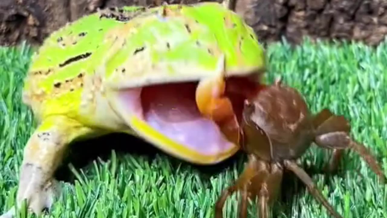 Funny frog 🤣