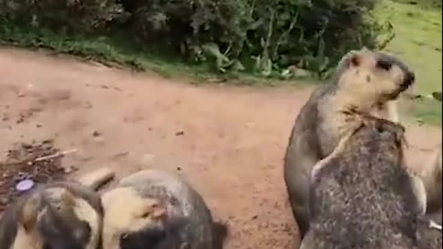 The name of this video: stupid Groundhog
