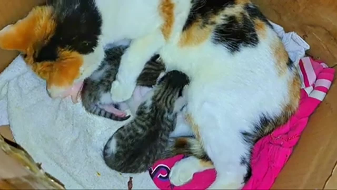 A mother cat breastfeeds her newborn kittens