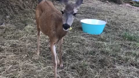 Mama deer and babies