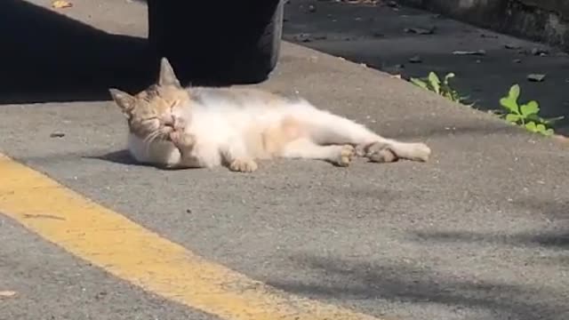 Stray cat morning shower on the road