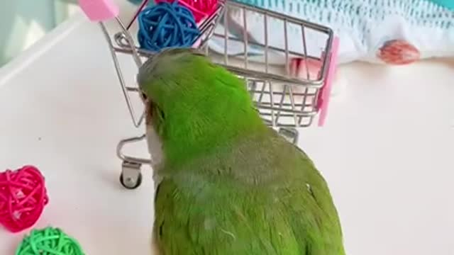 Best parrot video funny • vines best fun•