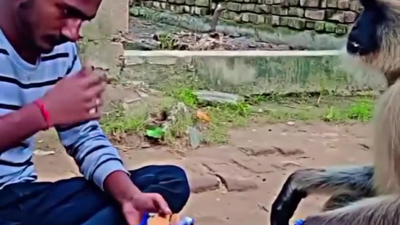 Monkey Best Viral Video