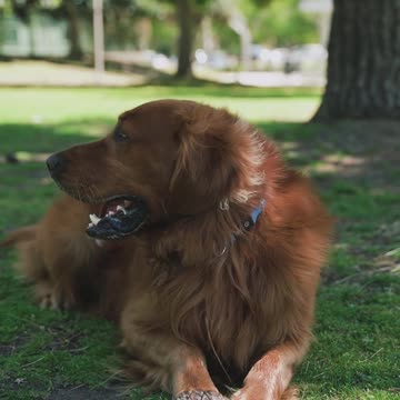 🐕After playing I'm resting