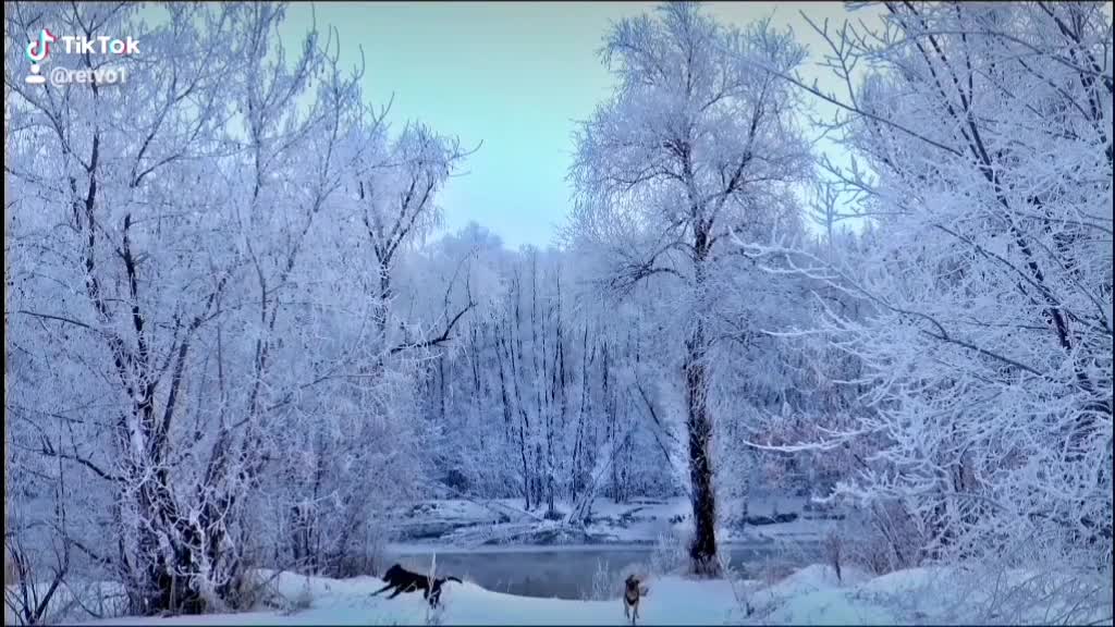 Siberia is a very beautiful winter forest