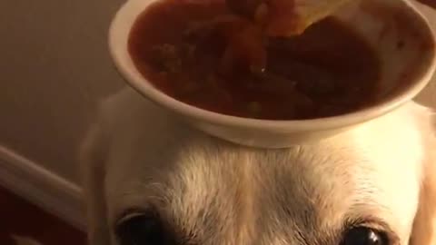 Dog with sauce bowl overhead while owner dips chips in it