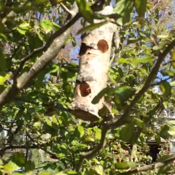 It was made for birds to sit and eat or relax 🐦 🏡