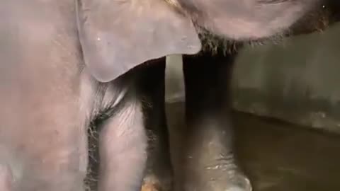 Baby Elephant