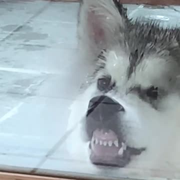 Boredom at its finest 😂🐺