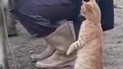 kitten drinking milk straight from the cow