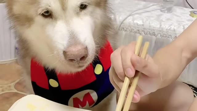 小狗狗的仪式感不能少