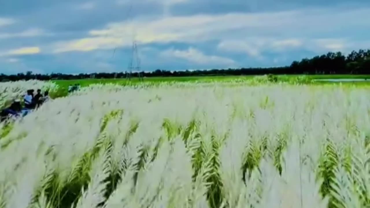 kans grass beautiful video