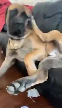 Precious Dog Having Fun Time Fighting With His Leg