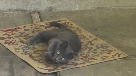 An Adorable Stray Kitten on Our Carport