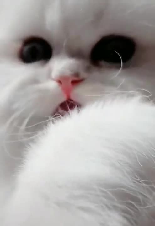 Cats Fighting with sound - Exclusive Video (Play with full sound)