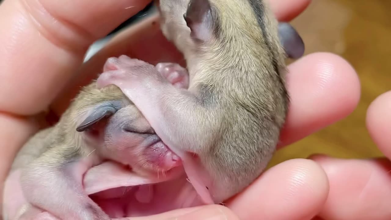 Animal Cute Babies Video