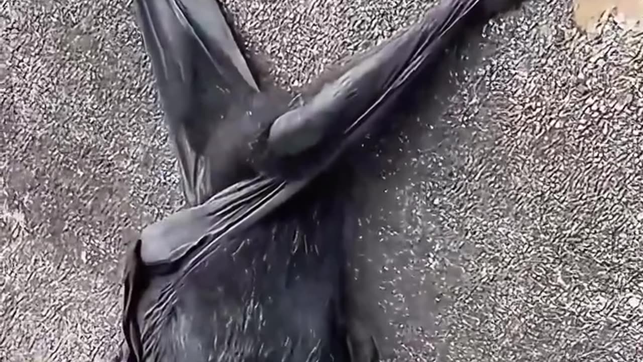 A girl rescued a baby bat lying motionless on the road
