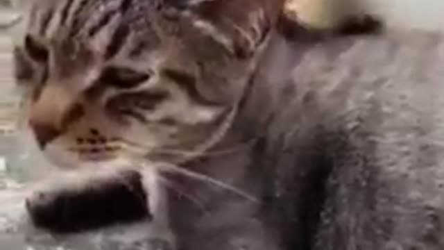 Baby Cats - Cute and Funny Cat Videos Compilation #8 || Exlamation Animals