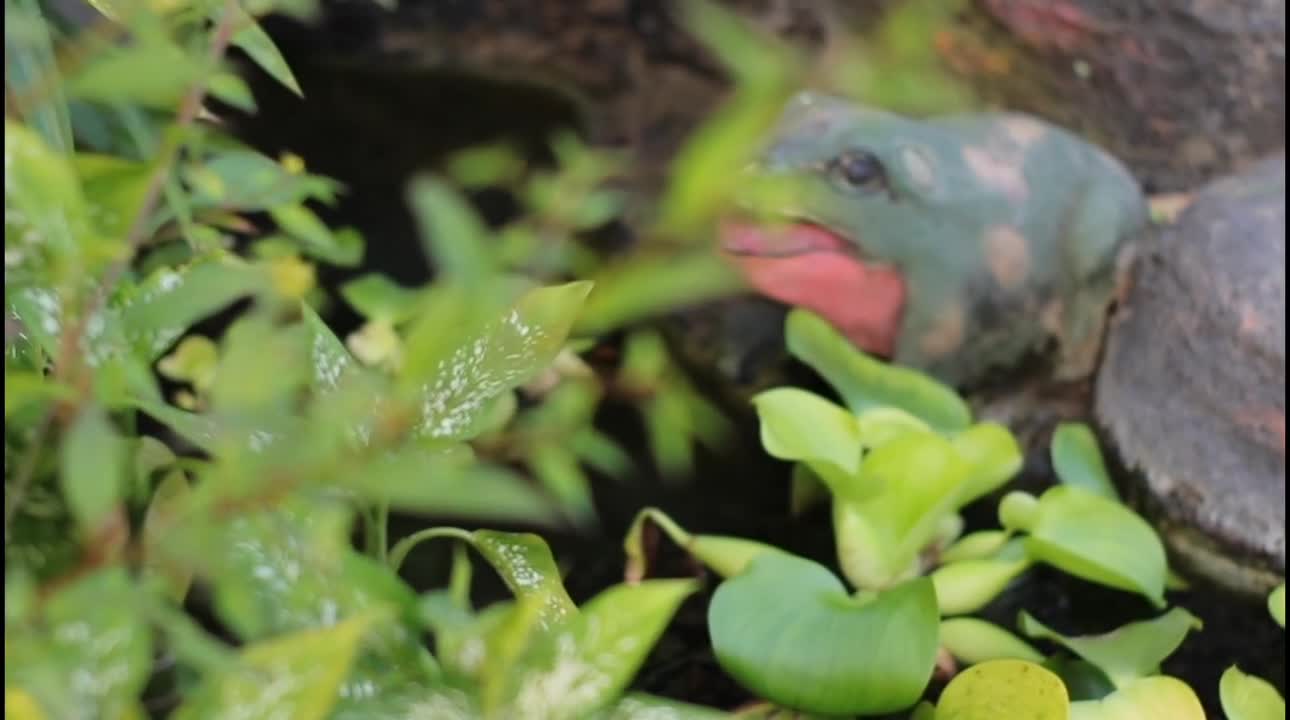 Frog - 50386