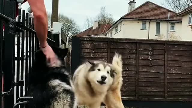 Do you really love dogs, or do you want to touch the head of every dog