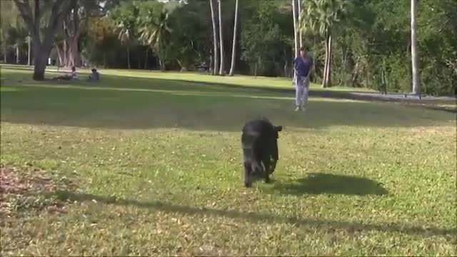 Dog training