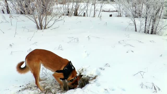 Smart dogs digging to find what they are looking for