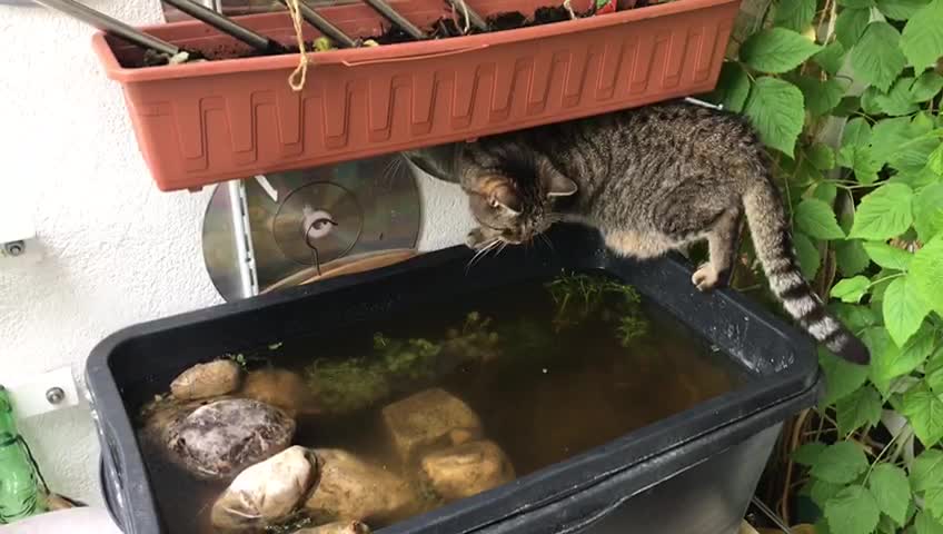 Fishing Cat