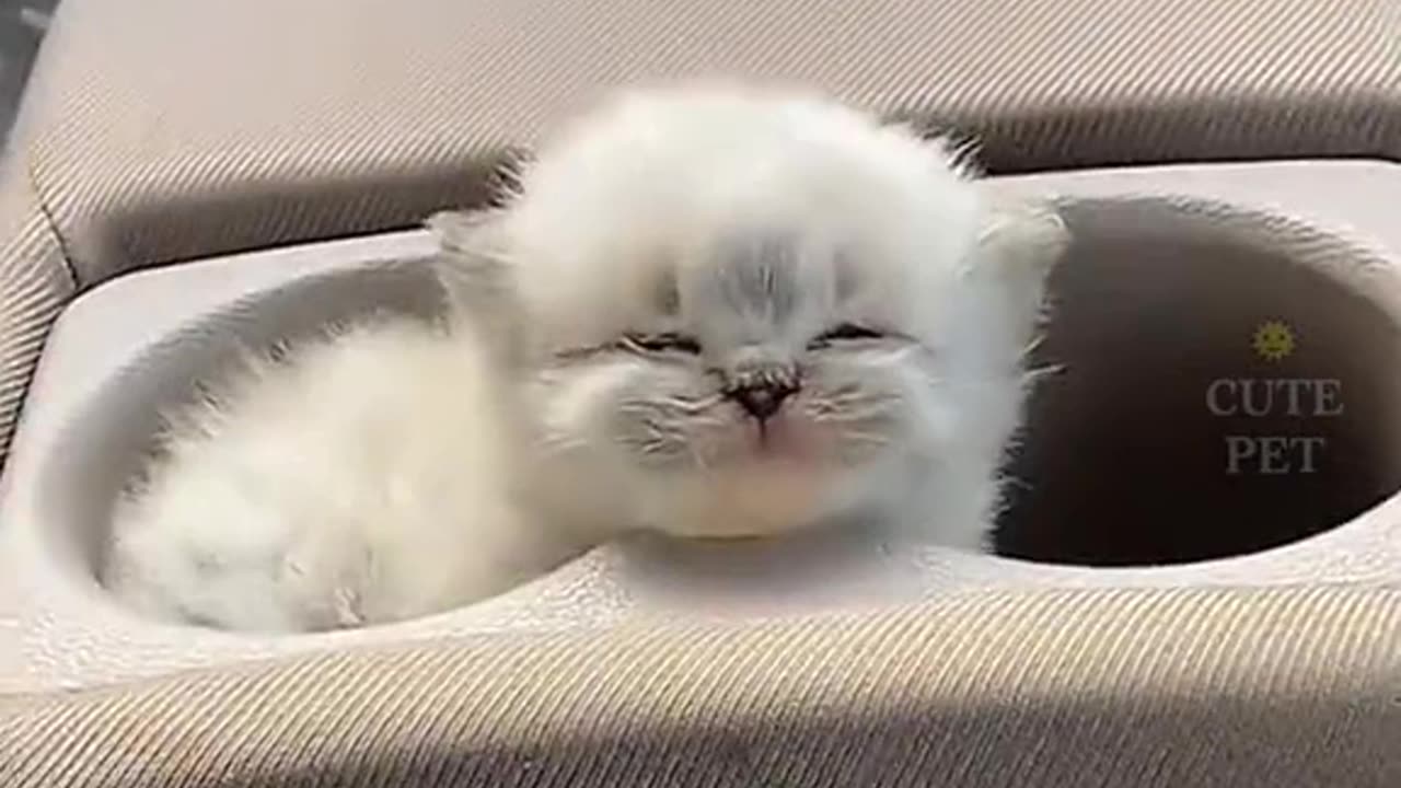 cute kittens compilation 🐈‍⬛🐈‍⬛