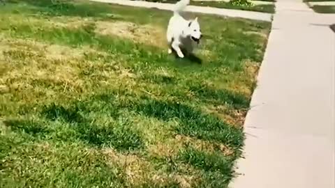 Running and jumping with ease