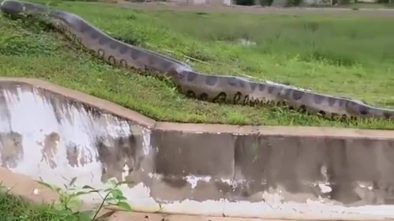Cctv idiot