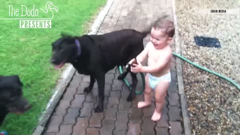 Babies Laughing At Pets - The Dodo