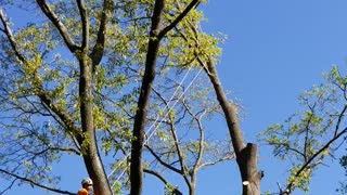 Trimming our trees