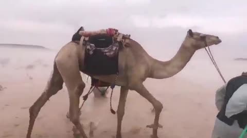 Floods Hit Saudi Desert