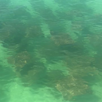 Rays swimming in Cayo Costa State Park, Florida