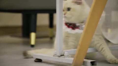 Cats hide