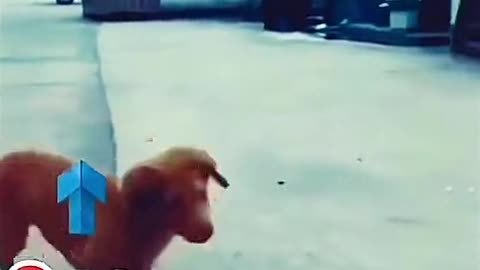 Puppy videos
